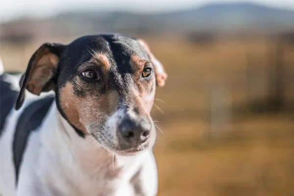 um cão da raça fox paulisitnha.
