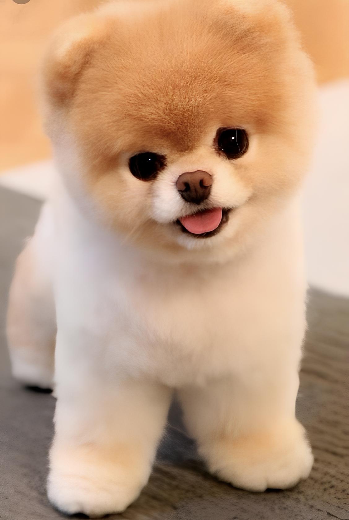 um filhote da raça lulu d apomerânia com uma tosa na pelagem.