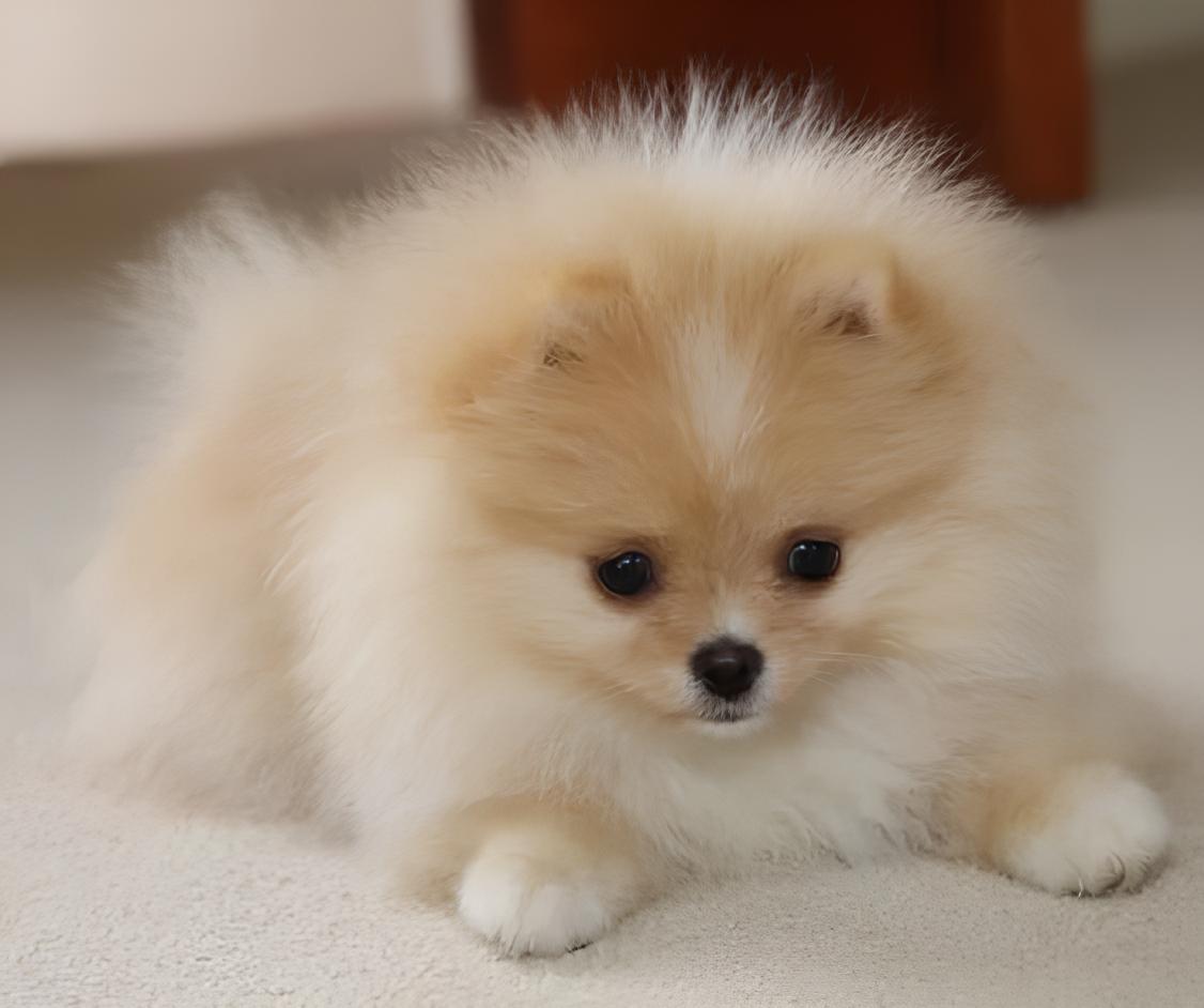 um cão filhote da raça lulu da pomerânia deitado em cima de uma colcha branca.
