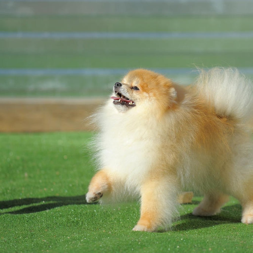 um cão da raça lulu da pomerânia em um gramado sintético em um dia de sol.