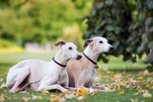 dois cães da raça whippets deitados descansando em um gramado com árvores, ambos estão com uma coleira preta no pescoço.