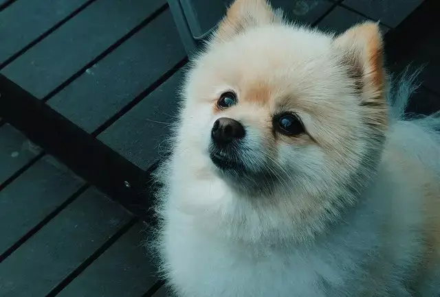 um cão da raça lulu da pomerânia na pelagem clara.