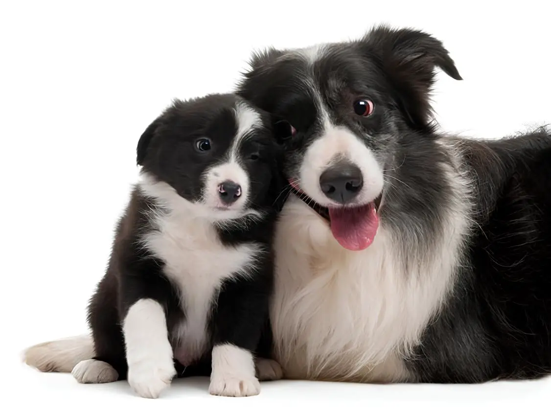 dois cães da raça border collie, sendo um adulto e um filhote deitados juntos.