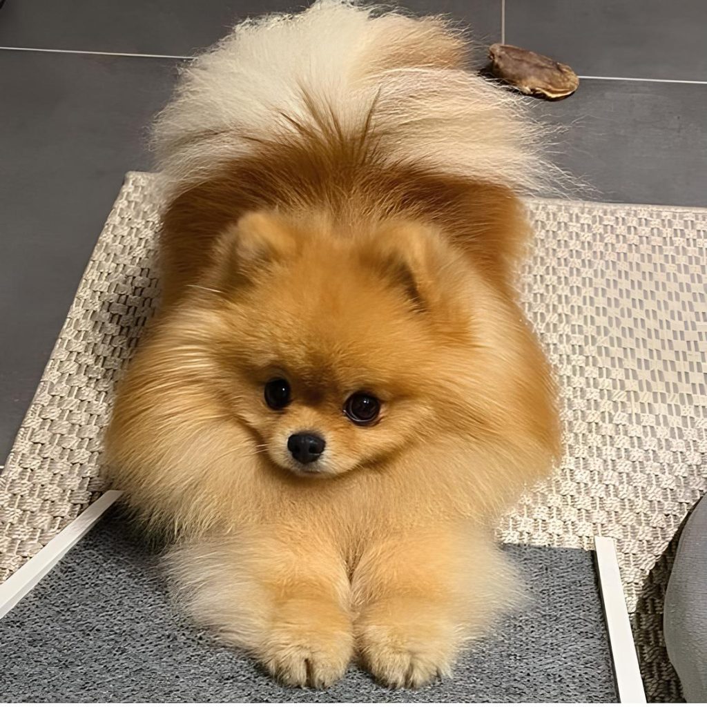 um cão da raça lulu da pomerânia.