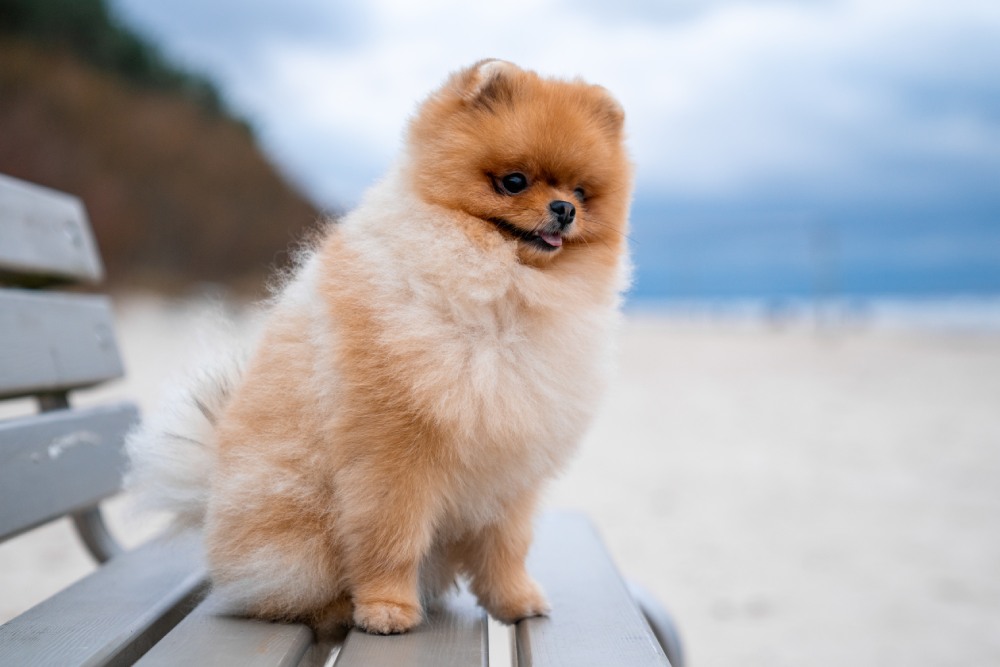 um cão da raça lulu da pomerânia sentado em um banquinho de madeira em uma praia.