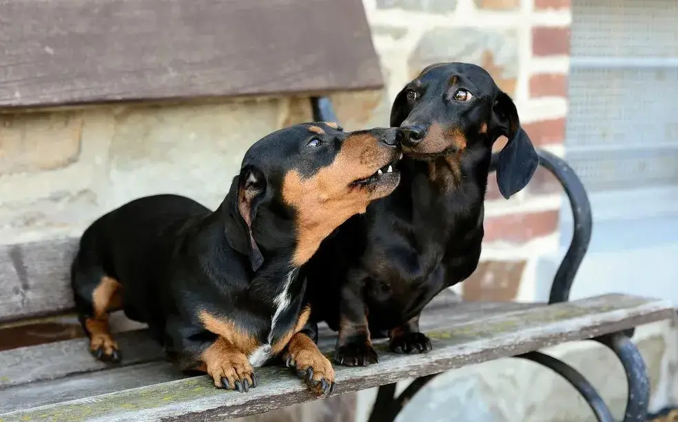 dois cães da raça Dachshund sentados em um banco de praça brincando.
