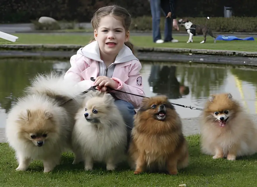 um criança segurando com guias quatro cães da raça lulu da pomerânia em um parque, atrás dela um lago a vista.
