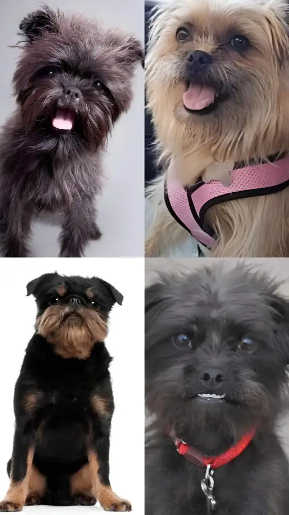 quatro cães da raça affenpinsher com pelagem de cores diferentes.