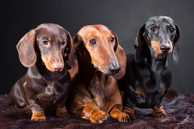 Três cães da raça Dachshund sentados em cima de um tapete de pelo alto na cor marrom.