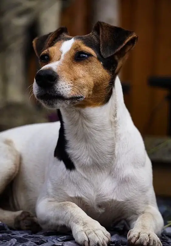 um cão da raça jack russel terrier deitado.