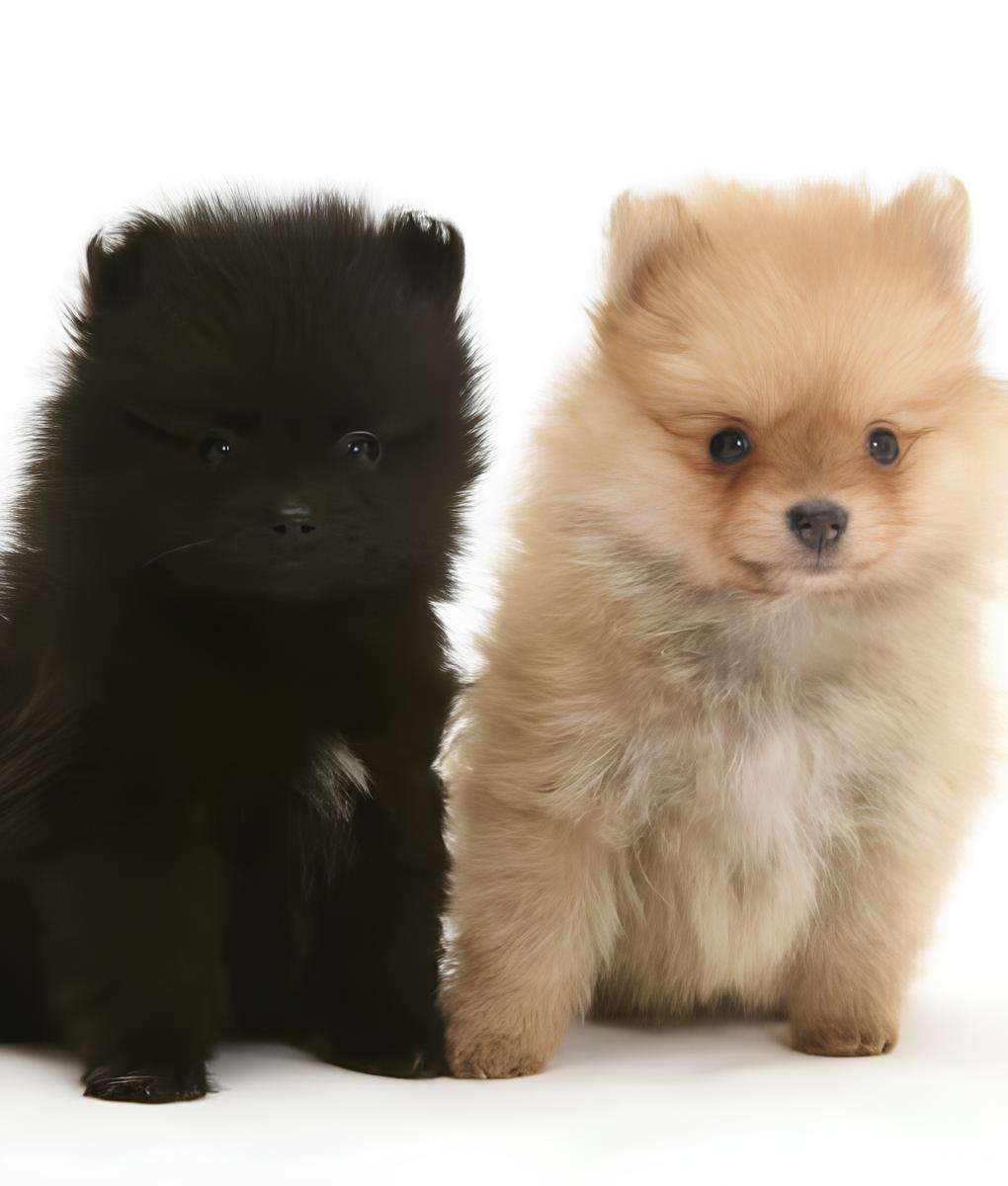 dois cães da raça lulu da pomerânia filhotes, um na cor preta e outro bege.