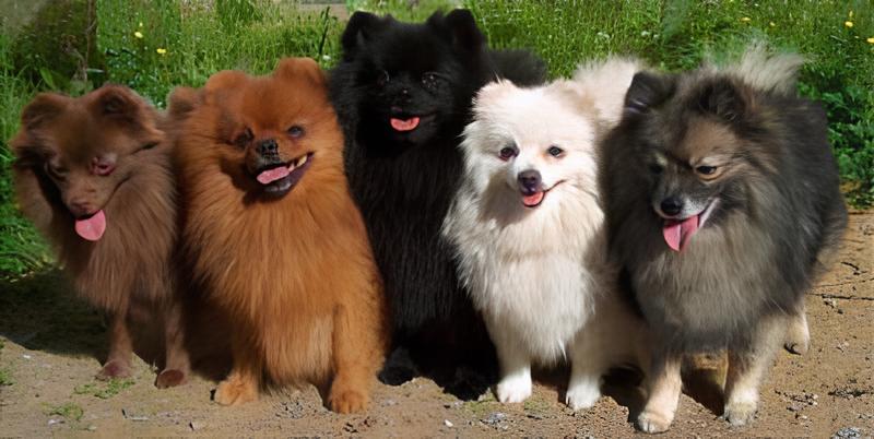 cinco cães da raça lulu da pomerânia lado a lado de pelagem de cores diferentes em pé em uma calçada.