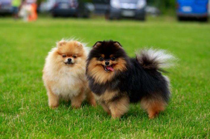 dois cães da raça lulu da pomerânia com pelagem clara e outro com preto e marrom em pé em um gramado.