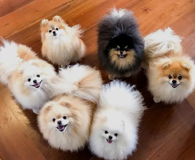 seis cães da raça lulu da pomerãnia com pelagens e cores diferentes.