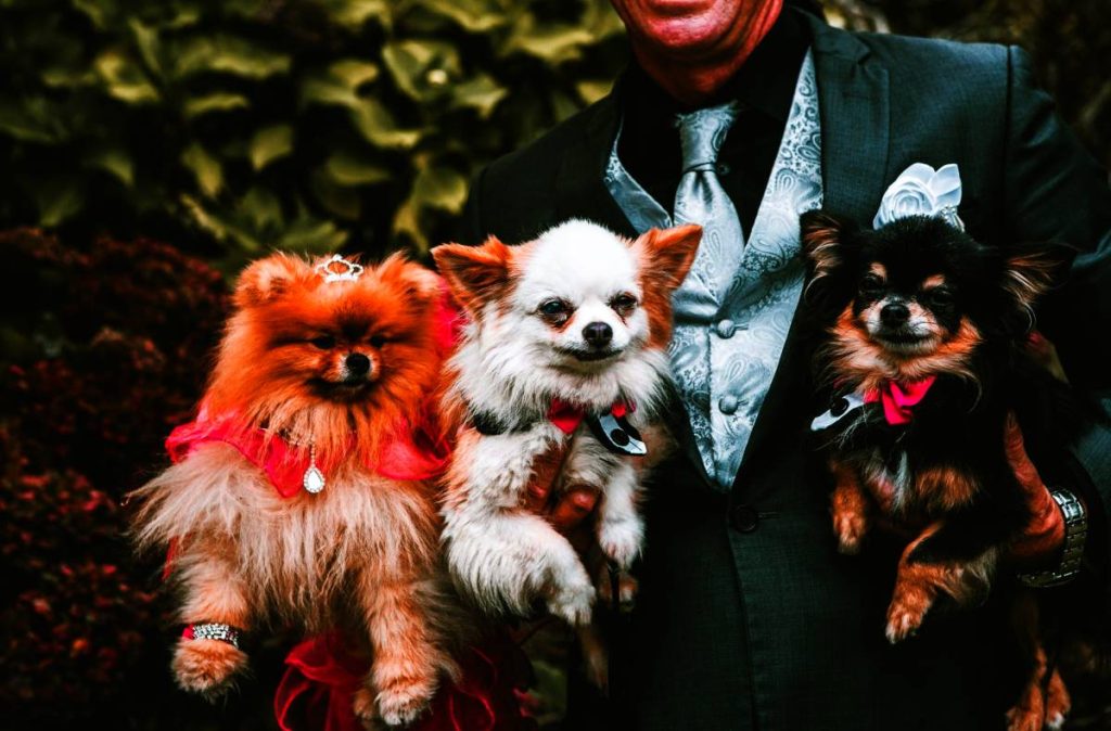 um homem segurando três cães da raça lulu da pomerânia com pelagens diferentes.
