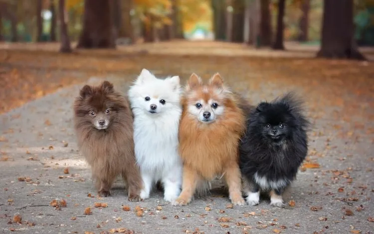 quatro cachorros da raça lulu da pomerânia juntos lado a lado em uma rua no outono.