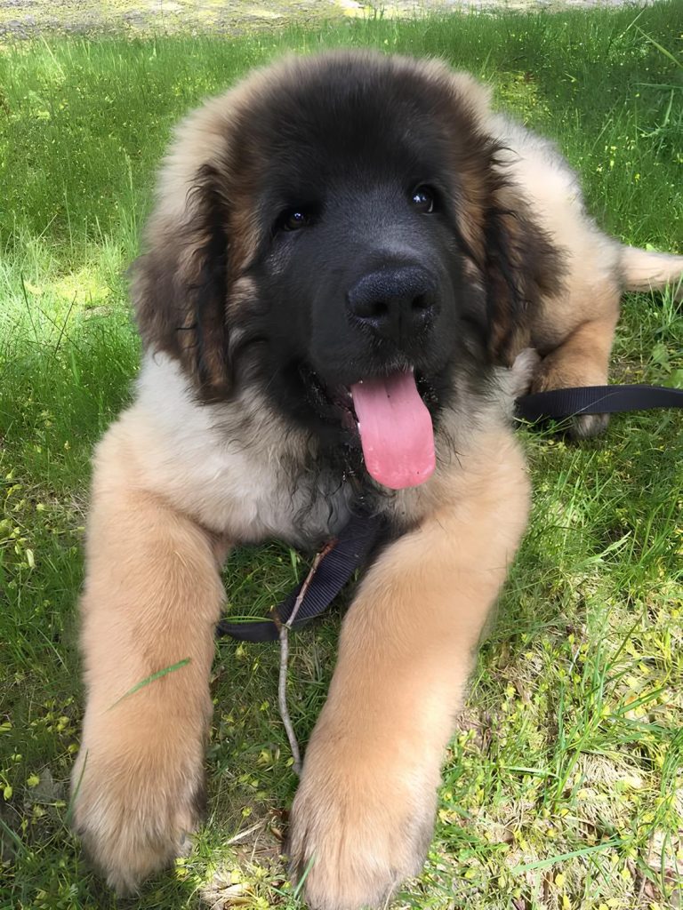 um cão da raça Leonberger deitado descansando com a língua de fora e um guia preta para passeio.