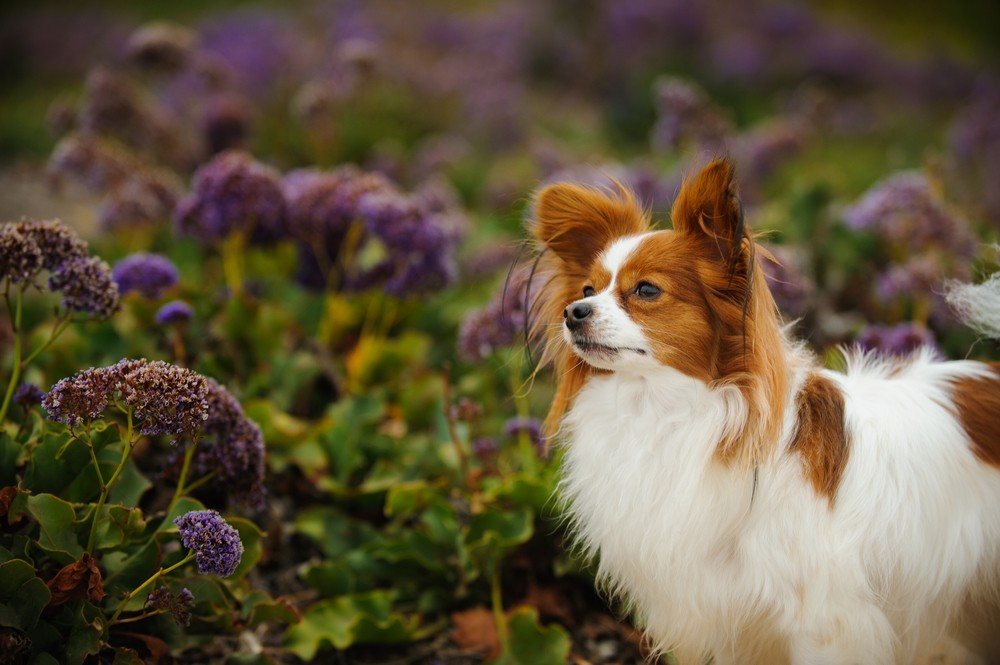 um cão da raça papillon em um campo com flores e folhas.