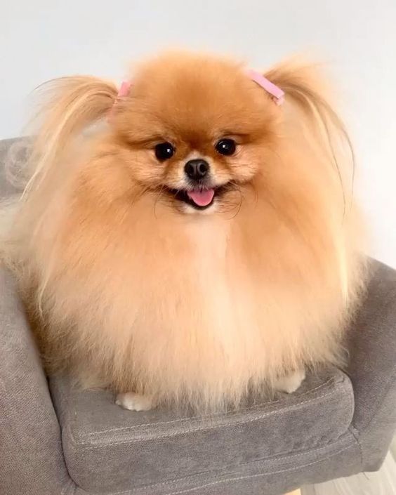 um cão da raça lulu da pomerânia com Chiquinhas em cima de um sofá na cor cinza.