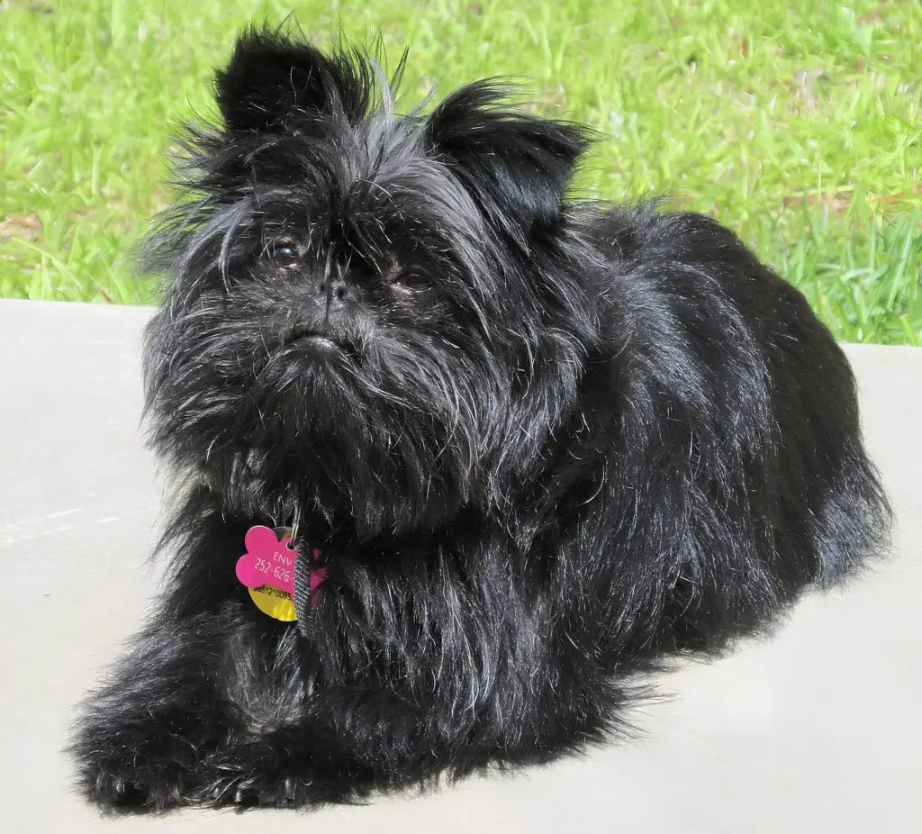 um cão da raça affenpinsher com uma coleira e pingente de identificação em forma de ossinho deitado em uma calçada em um dia de sol.