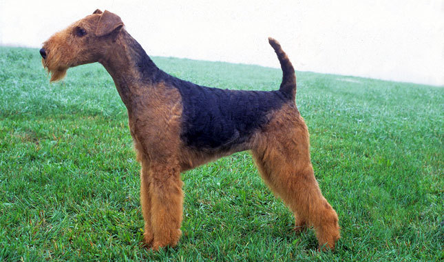 um cão da raça airedale terrier em pé em um gramado grande.