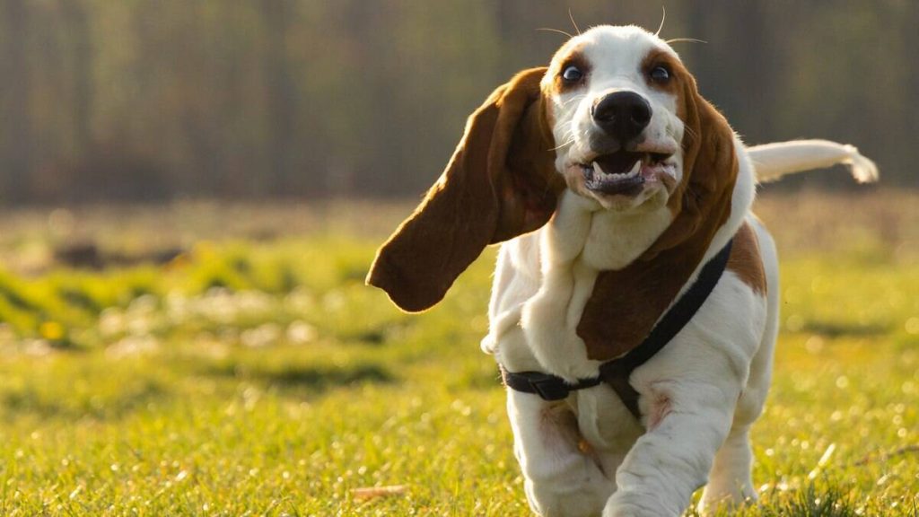 um cachorro da raça basset hound correndo em um parque em um dia com bastante sol.