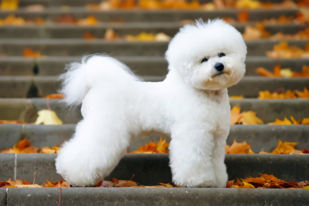 um cão da raça bichon frisé em um escadaria.