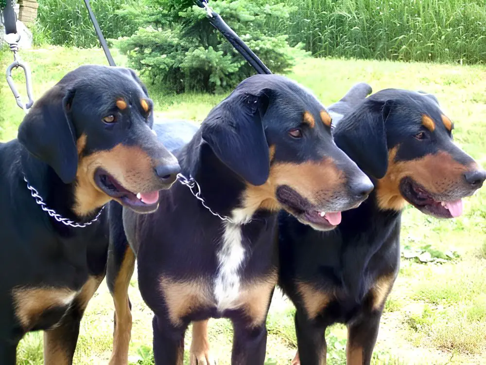 três cães da raça braco da transilvânia em um jardim, dois deles estão com coleiras de metal.