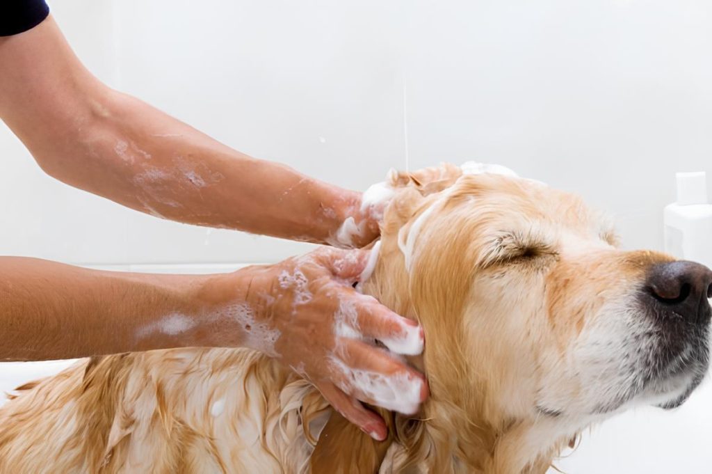 um cachorro da raça golden adulto tomando banho 
