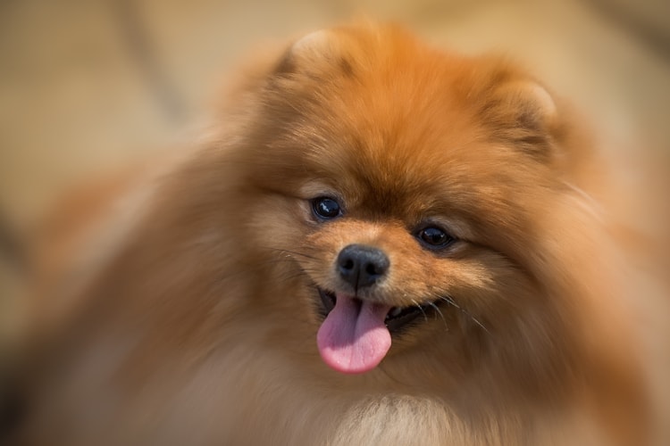 um cão da raça lulu da pomerânia com língua de fora.