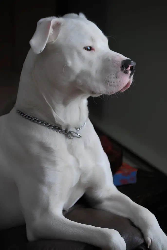 um cão da raça dogo argentino com uma coleira em metal.