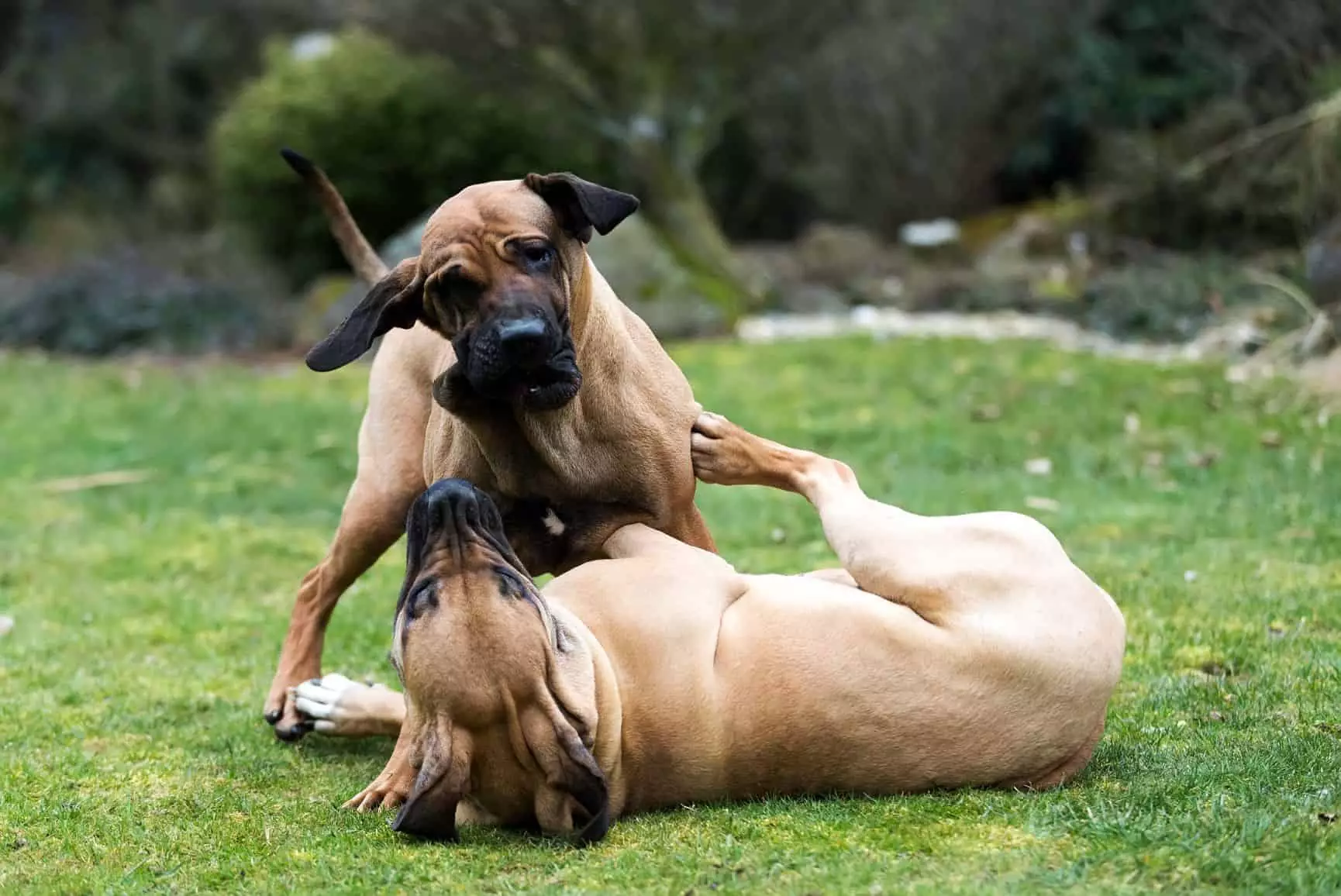dois cães da raça fila brasileiro brincando em um gramado.