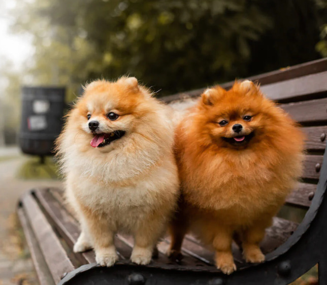 dois cães da raça lulu da pomerânia de pé em cima de um banquinho de praça.