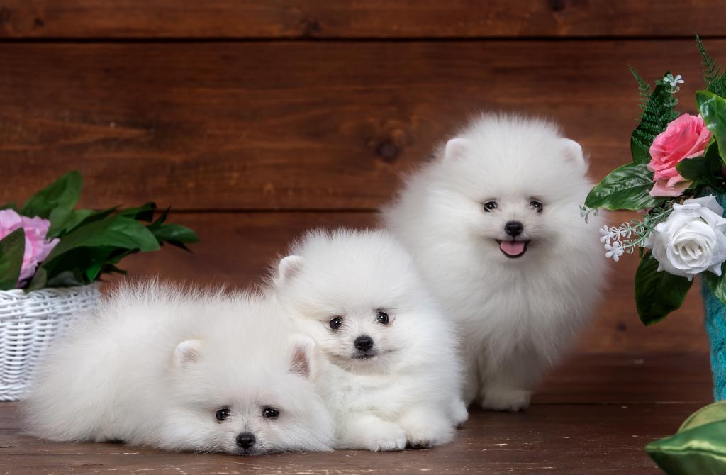 três cães da raça lulu da pomerânia em pelagem branca lado a lado para uma foto em Studio de fotografia com dois vasos com rosas ao lado deles.
