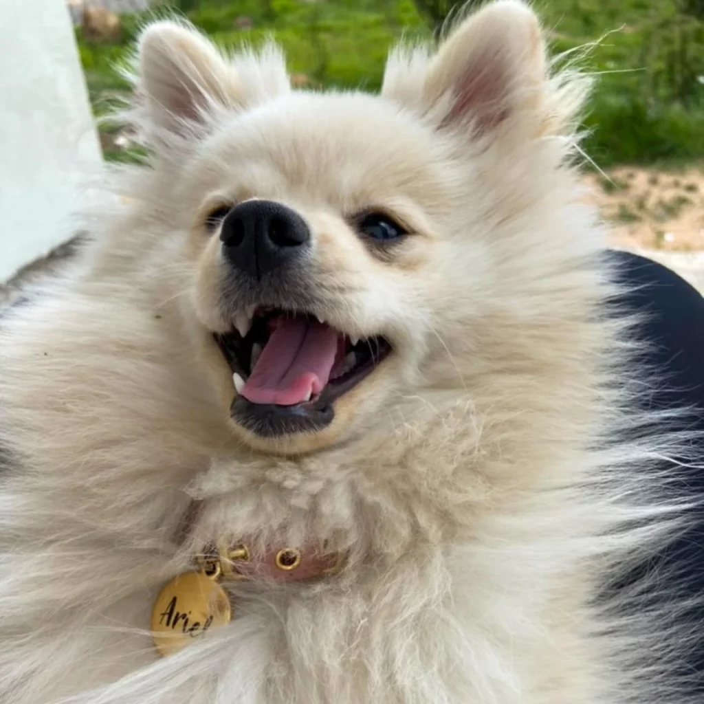 um cão da raça lulu da pomerânia na pelagem branca, com um coleira com nome de Ariel.