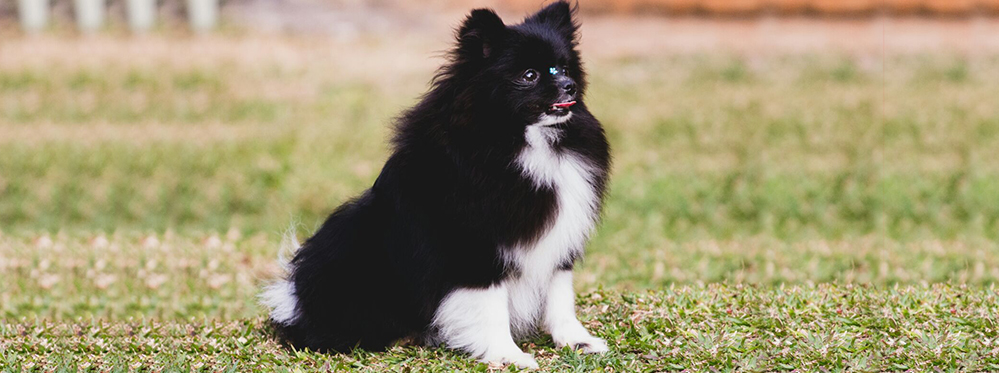 um cão da raça lulu da pomerânia sentado em um gramado.