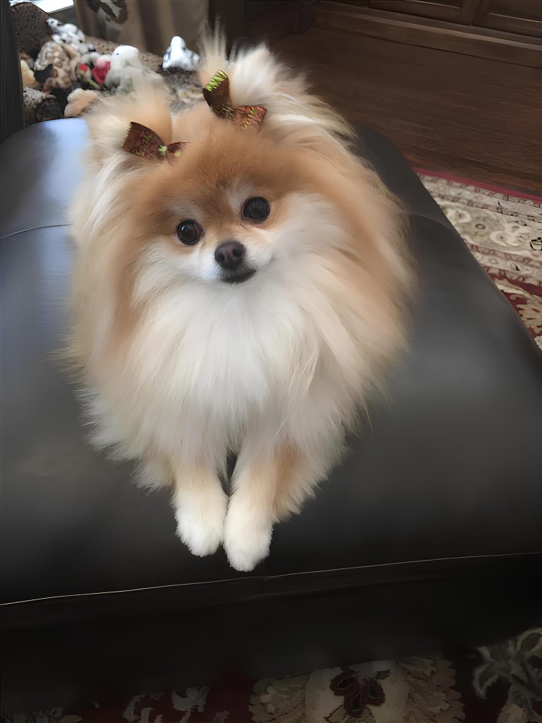 um cão da raça lulu da pomerânia sentado em cima de um sofá de couro preto e com duas chuquinhas na cabeça.