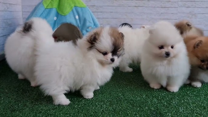 vários filhotes da raça lulu da pomerânia em um gramado sintético.