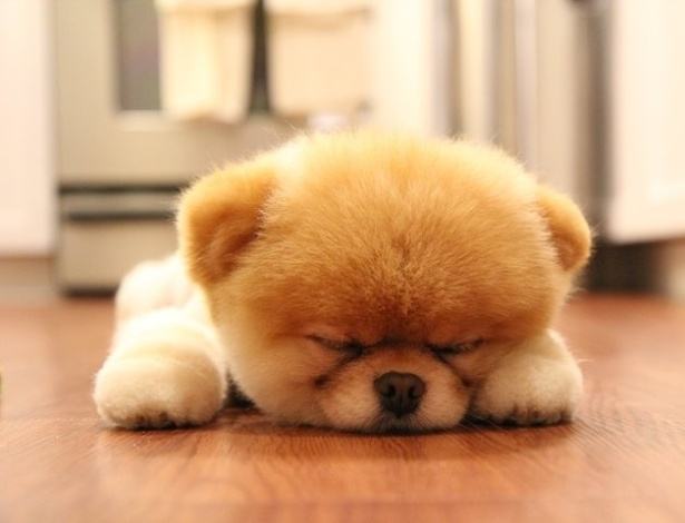 um cão da raça lulu da pomerânia filhote deitado em um piso dormindo.