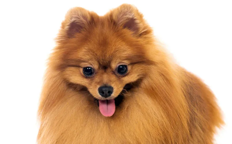 um cão da raça lulu d apomerânia com língua de fora.