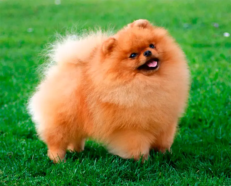 um cão da raça lulu da pomerânia na pelagem marrom clara em um gramado.