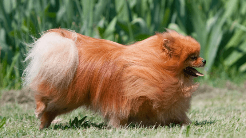 cão da raça lulu da pomerânia andando em um gramado em um dia ensolarado.