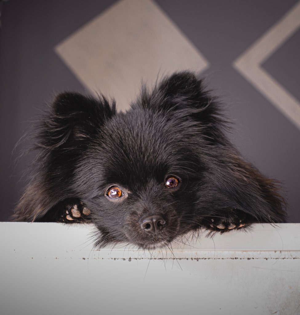 um cão da raça lulu da pomerânia na pelagem escura.