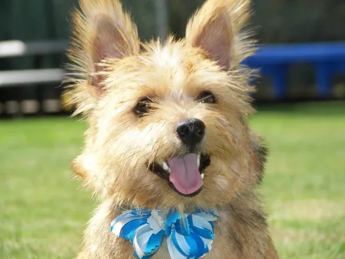 um cão da raça norwich terrier sentado com um laço azul.