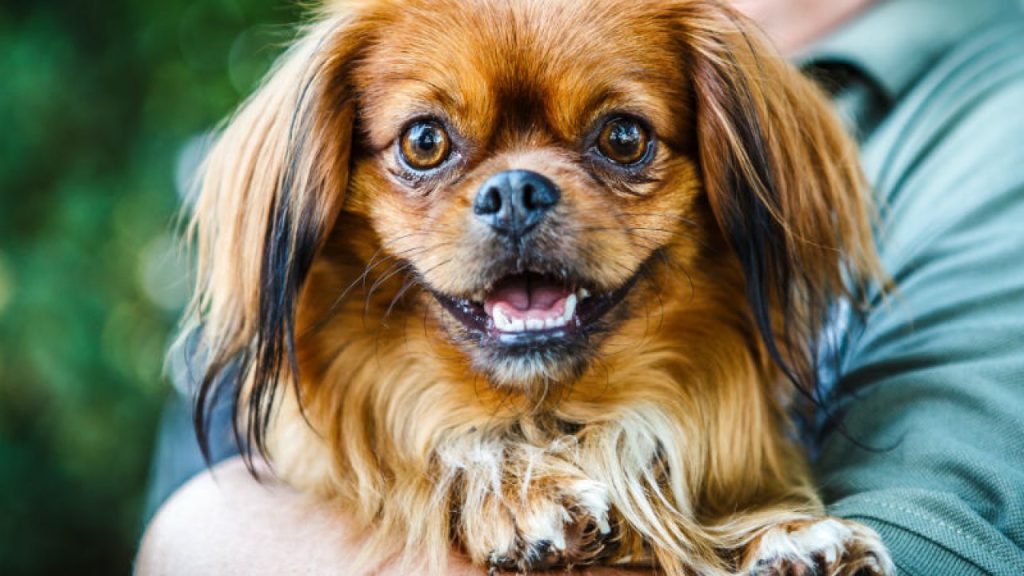 um cão da raça pequinês sendo segurado por uma pessoa em seu colo.