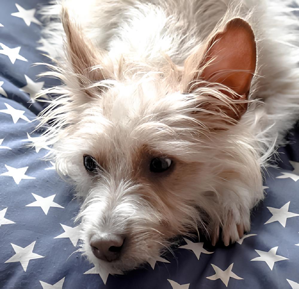 um cão da raça podengo portugueês deitado na pelagem branca.