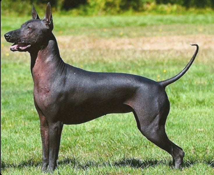 um cão da raça Xoloitzcuintli em um gramado em um dia de sol.