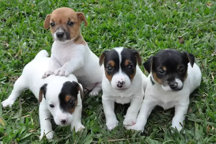 quatro filhotes de cães da raça fox paulistinha em um gramado.