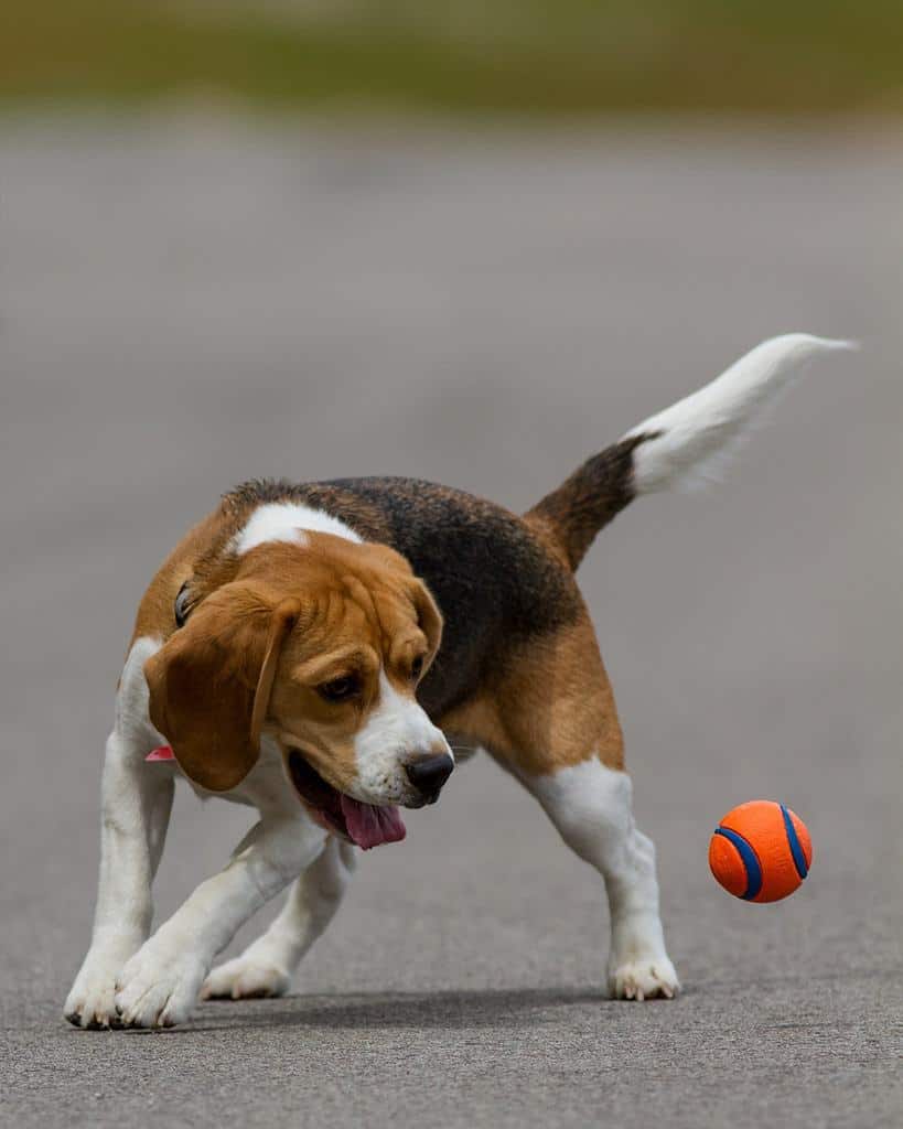 um cão da raça beagle brincando com uma bolinha no asfalto.