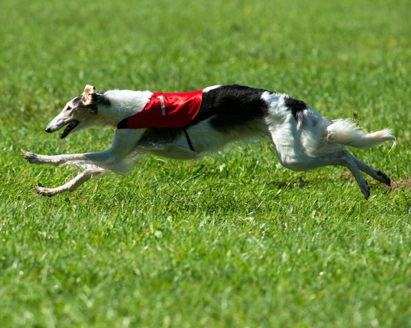 um cachorro da raça borzoi correndo em um jardim